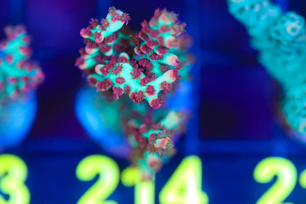 Frag Box Corals
