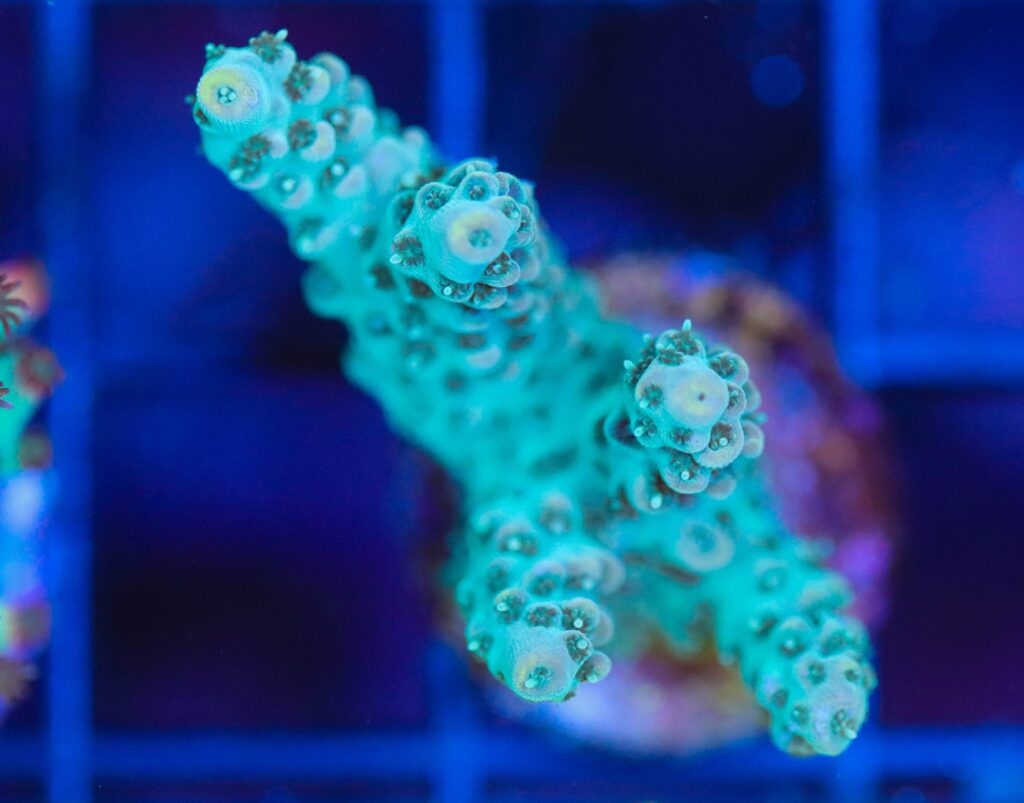 Frag Box Corals