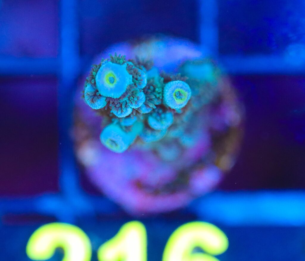 Frag Box Corals