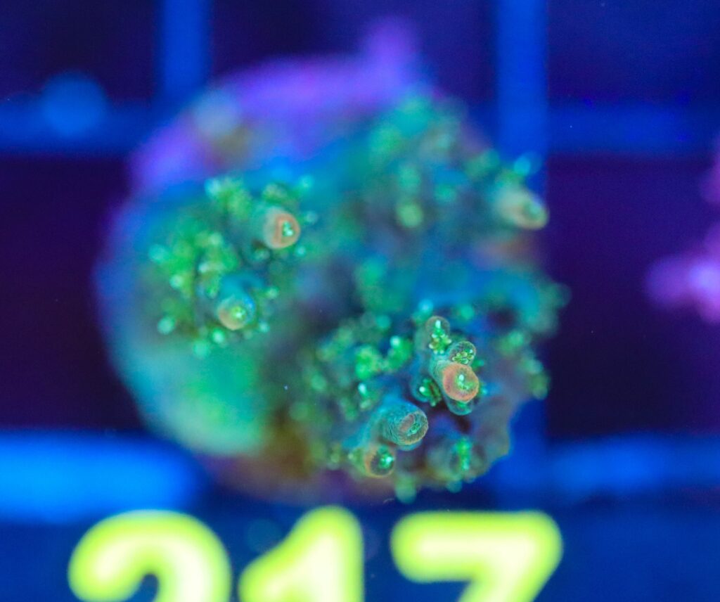 Frag Box Corals