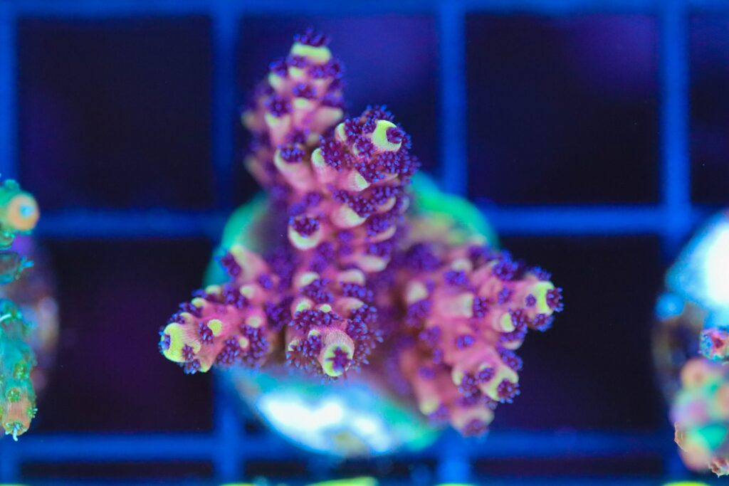 Frag Box Corals