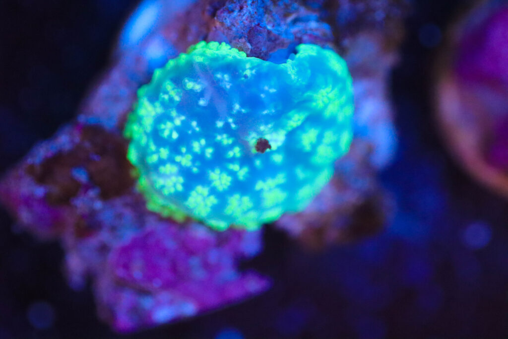 Frag Box Corals