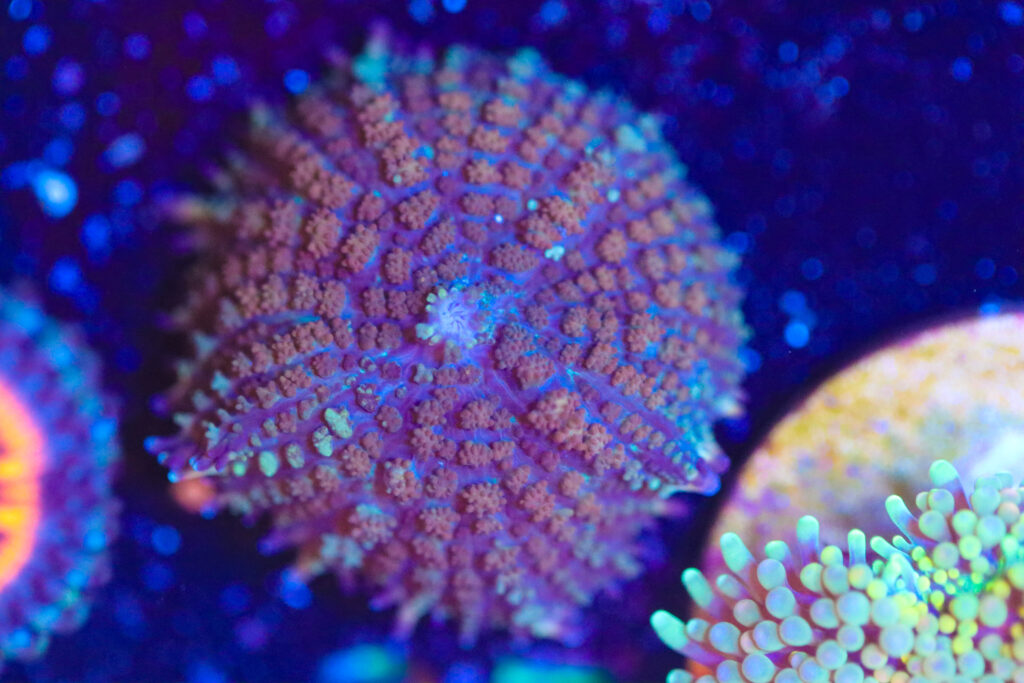 Frag Box Corals