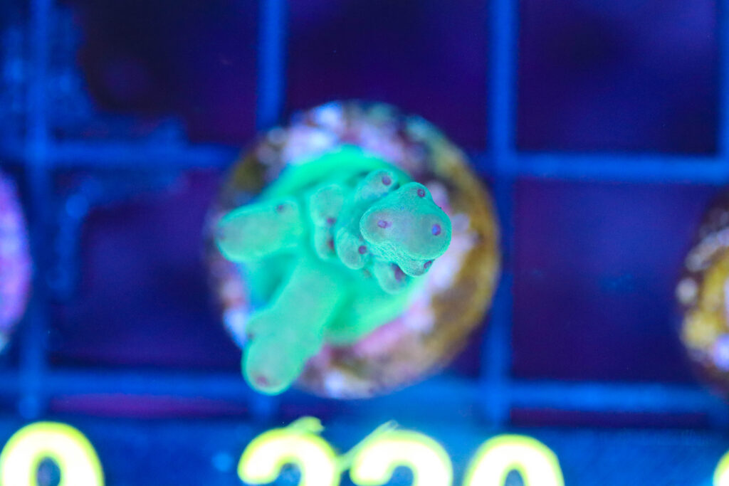 Frag Box Corals