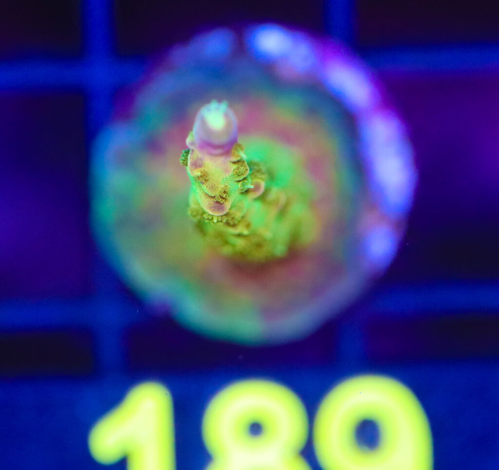 Frag Box Corals