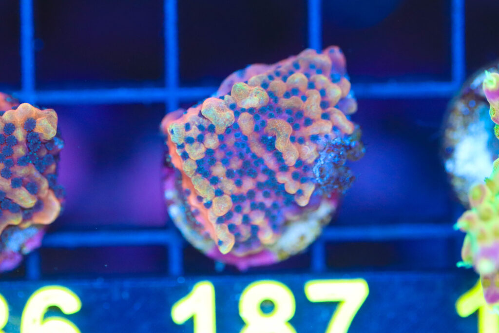 Frag Box Corals