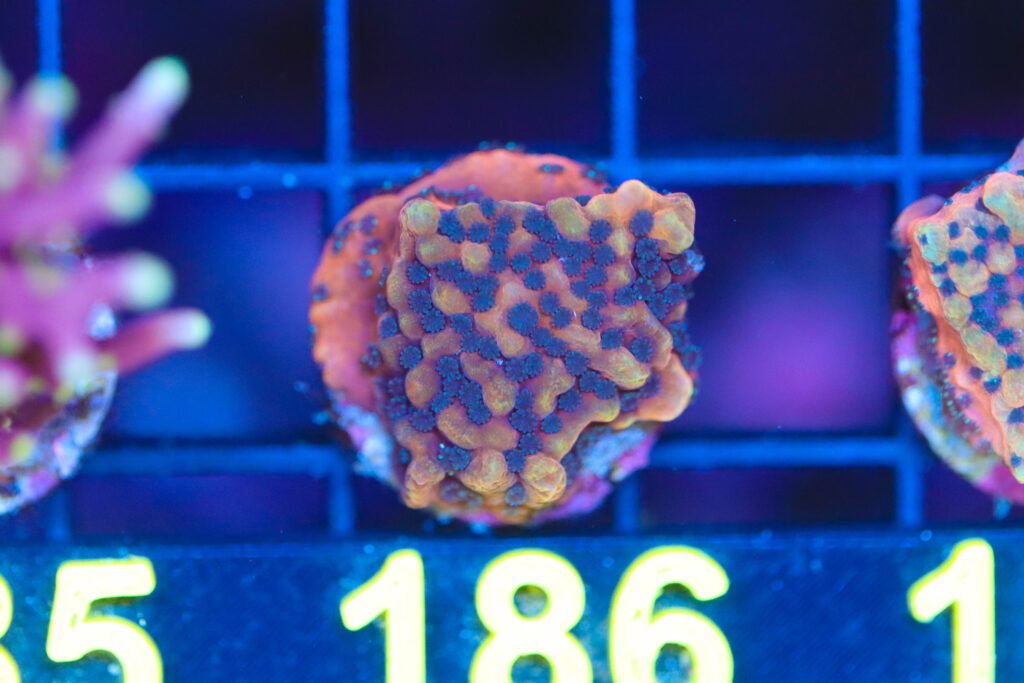 Frag Box Corals
