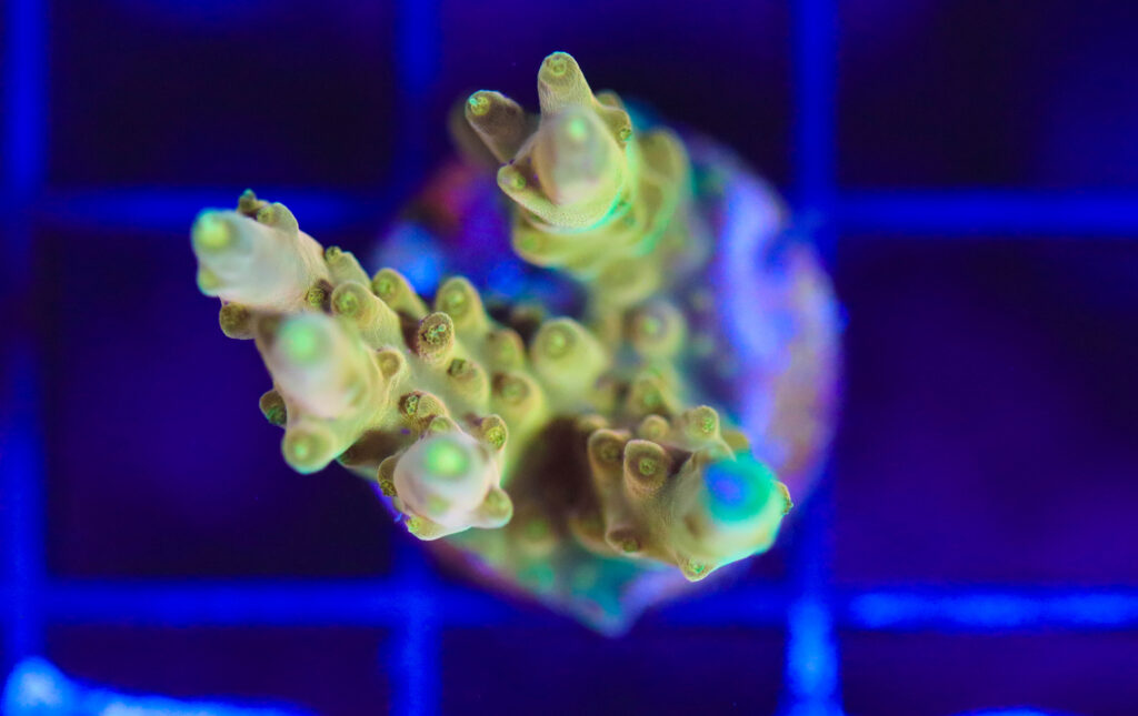 Frag Box Corals