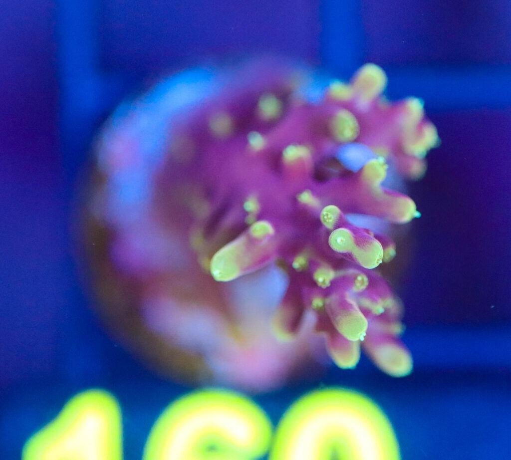 Frag Box Corals