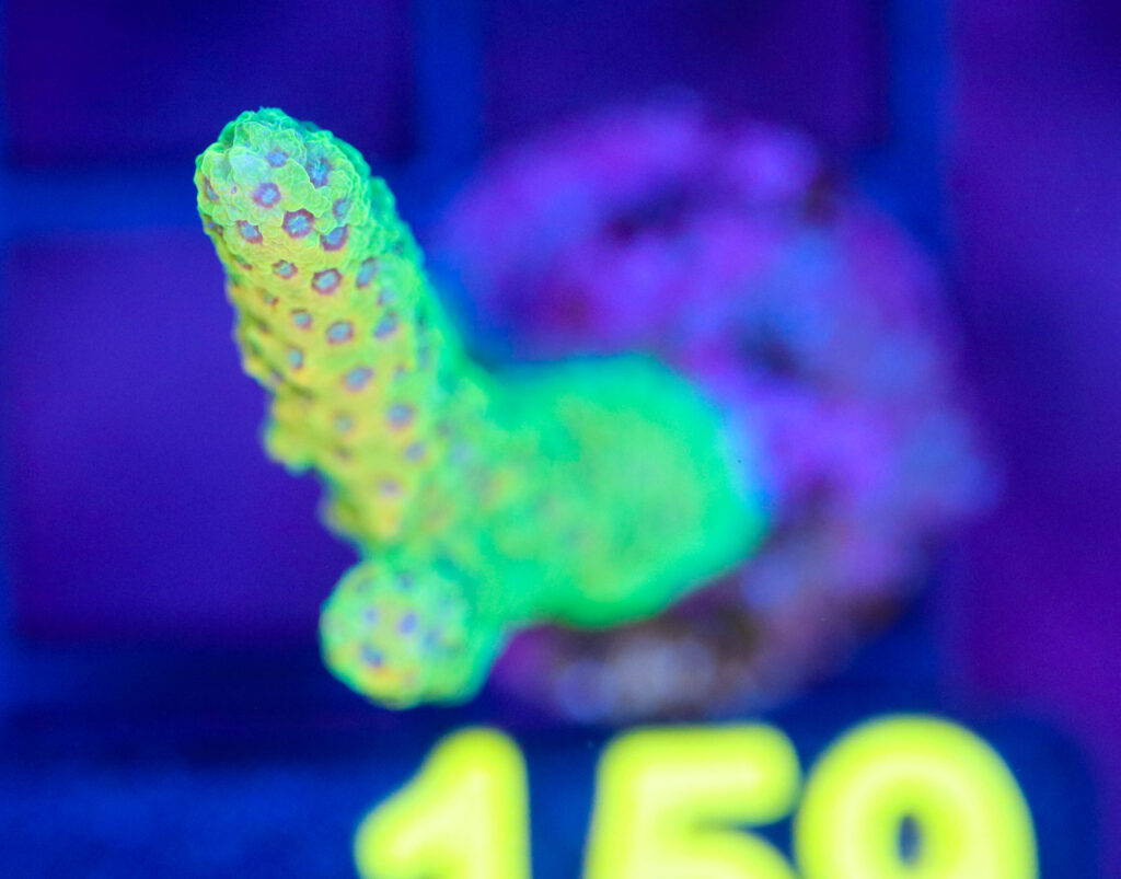 Frag Box Corals