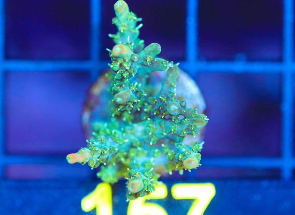 Frag Box Corals