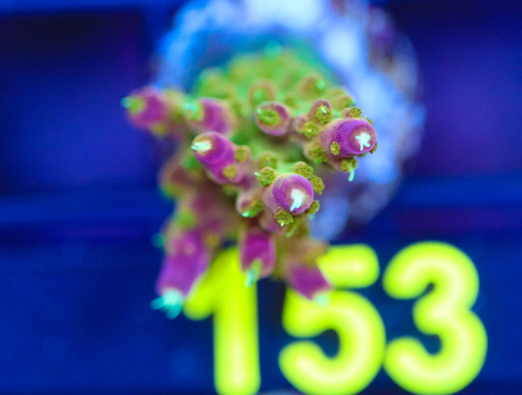 Frag Box Corals