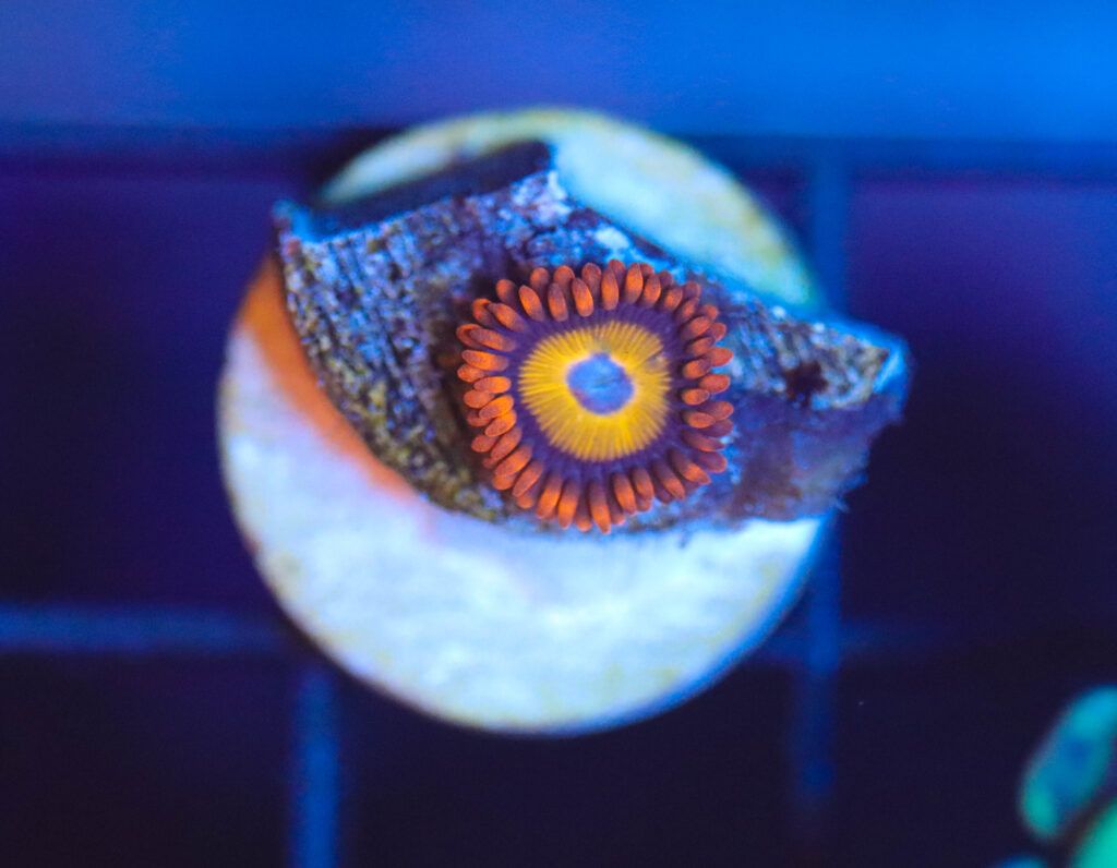 Frag Box Corals