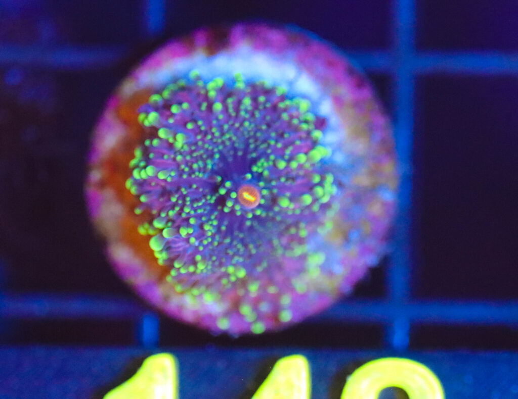 Frag Box Corals