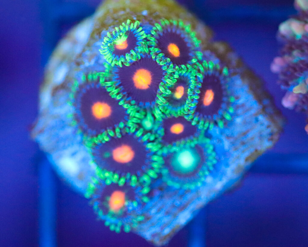 Frag Box Corals