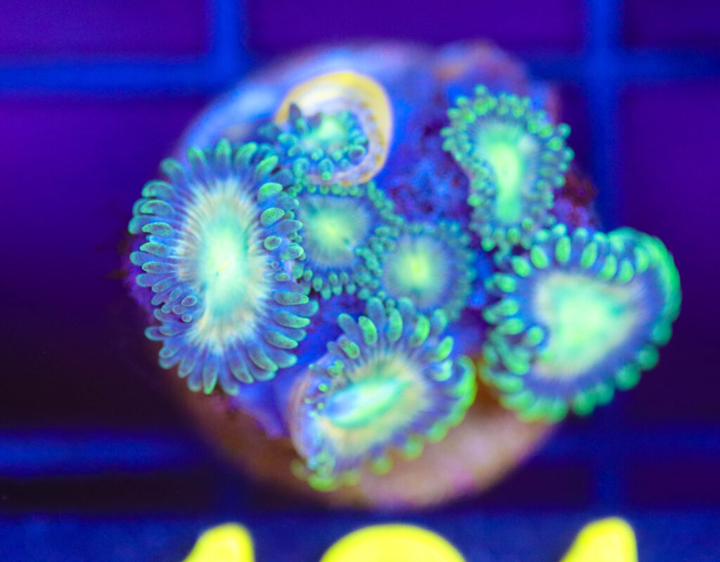 Frag Box Corals