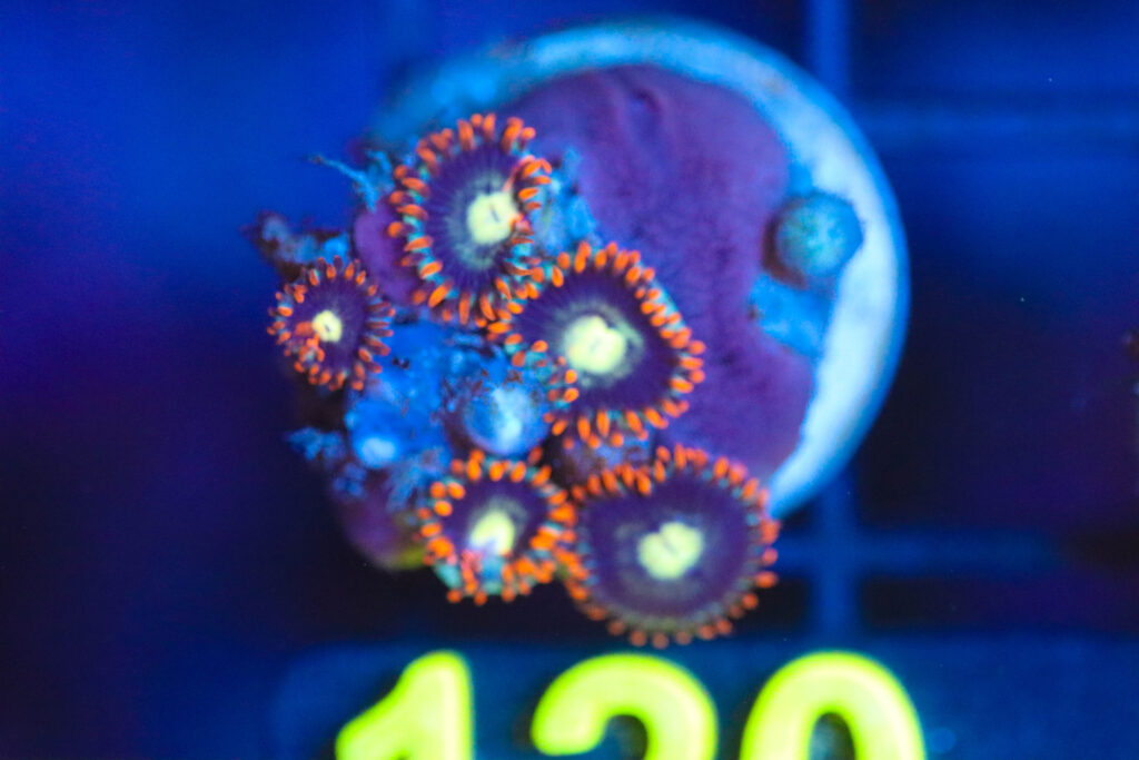 Frag Box Corals