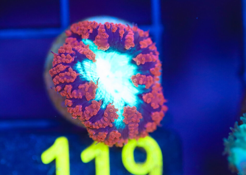 Frag Box Corals