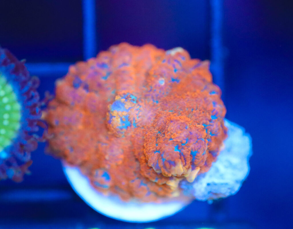 Frag Box Corals