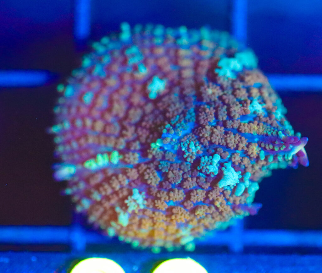Frag Box Corals