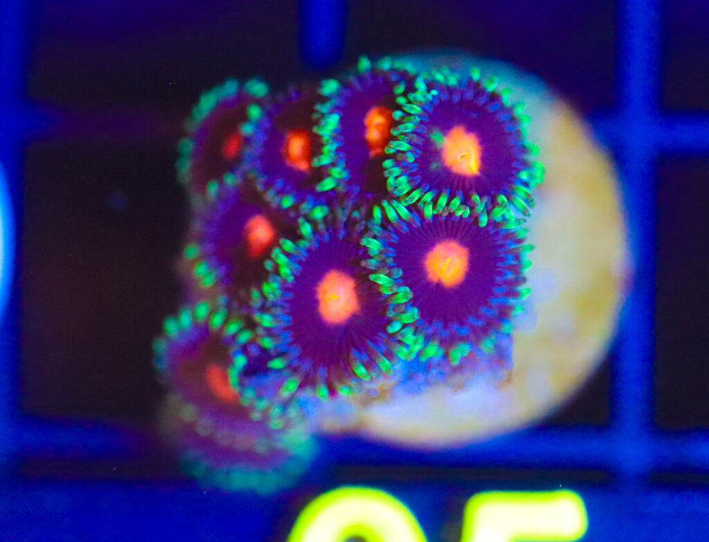 Frag Box Corals