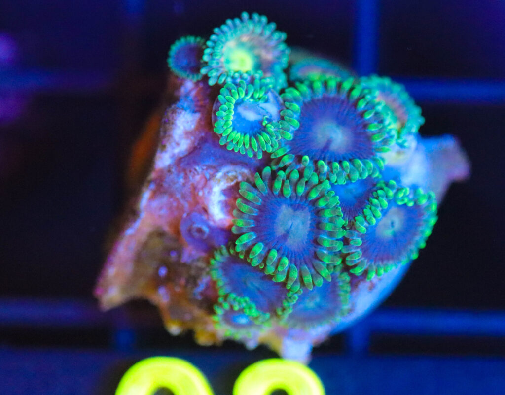 Frag Box Corals