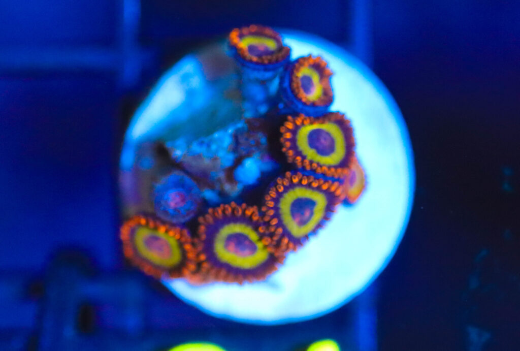 Frag Box Corals