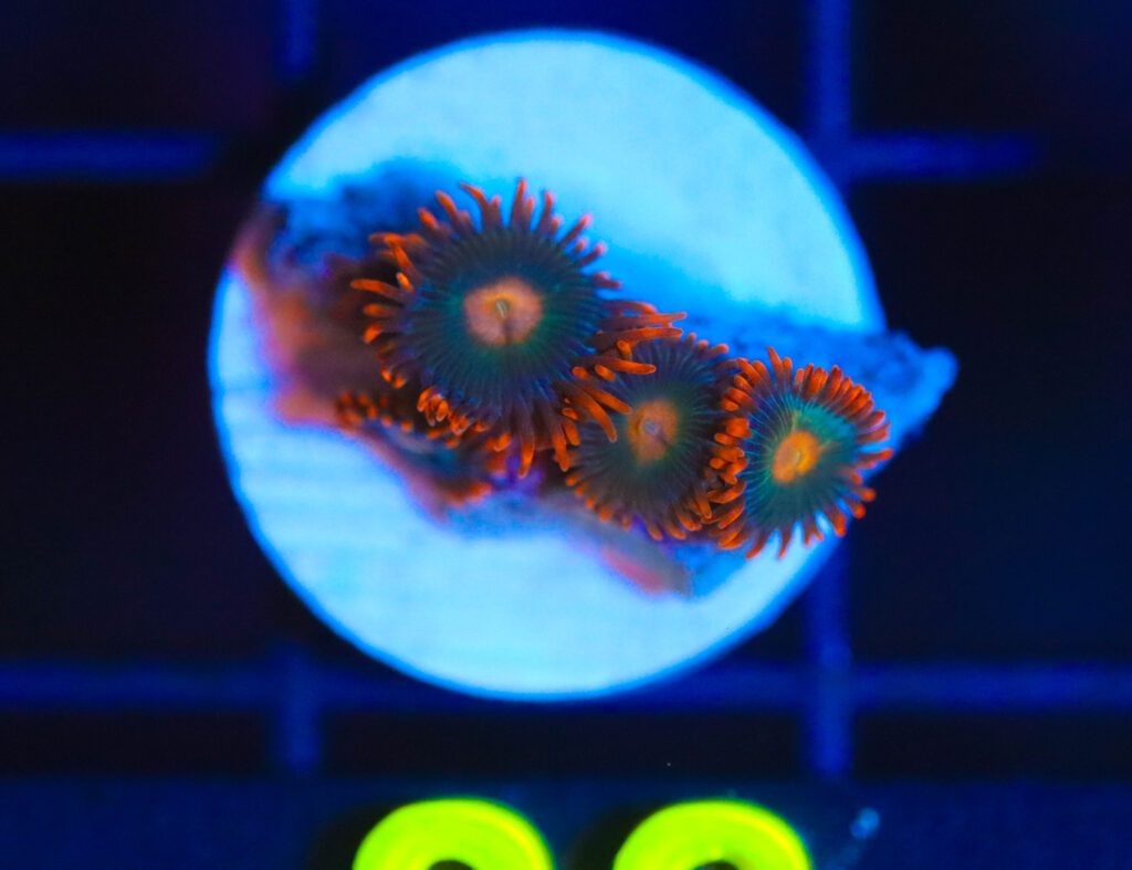 Frag Box Corals