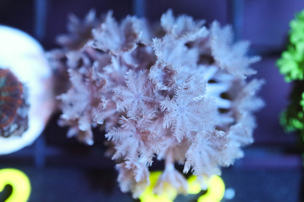 Frag Box Corals
