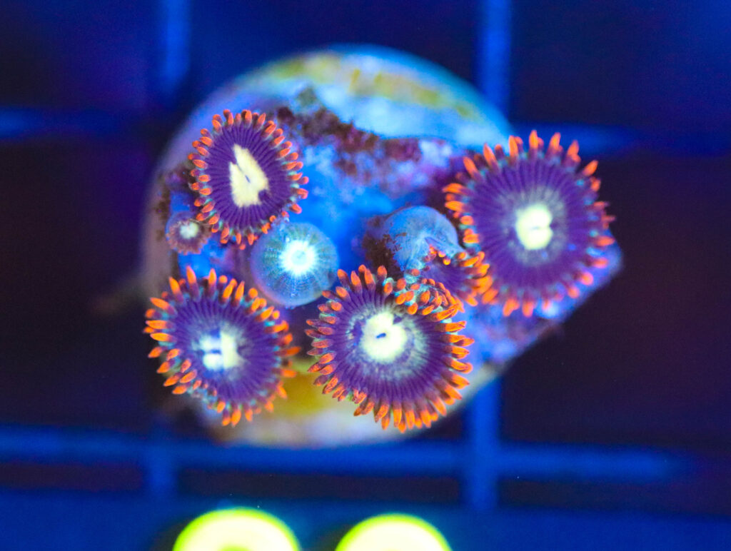 Frag Box Corals