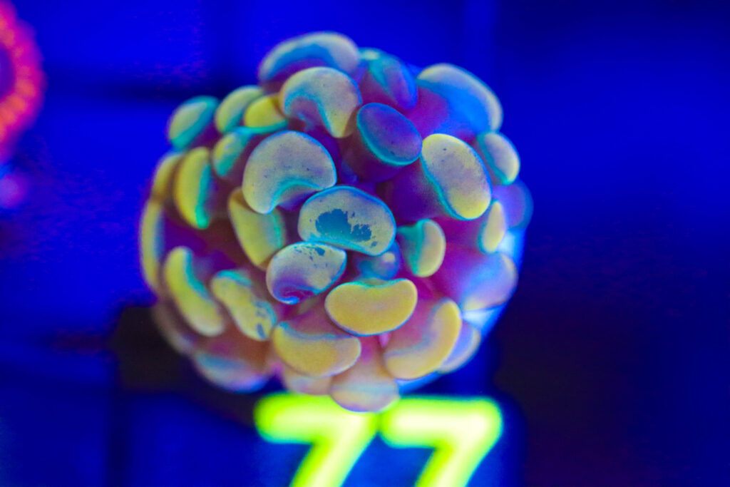 Frag Box Corals