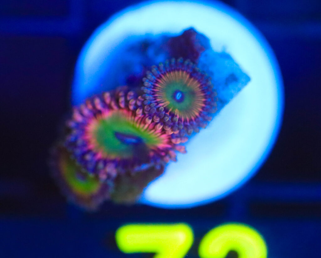 Frag Box Corals