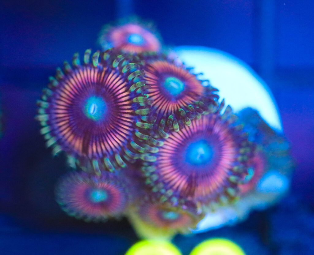 Frag Box Corals