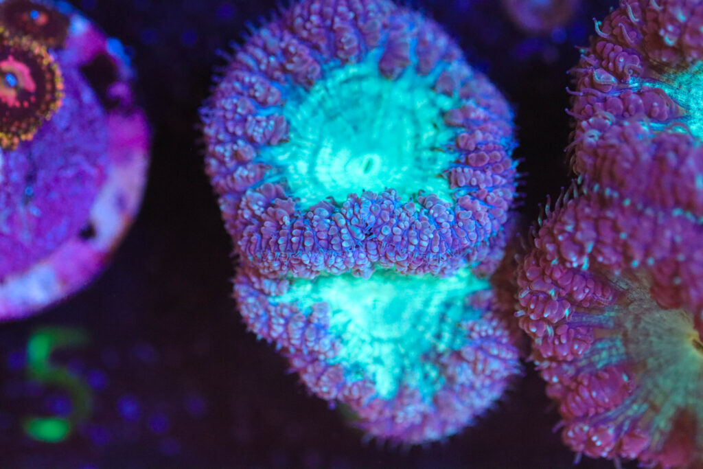 Frag Box Corals