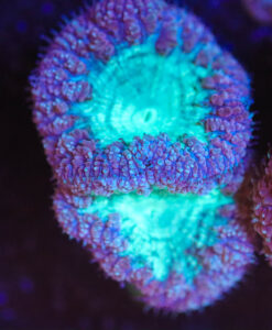 Wysiwyg Time Warp Blastomussa Frag[F6]