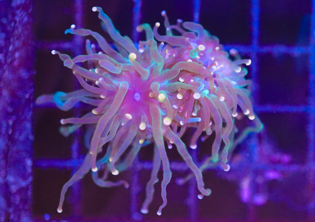 Frag Box Corals