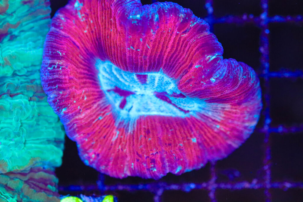 Frag Box Corals