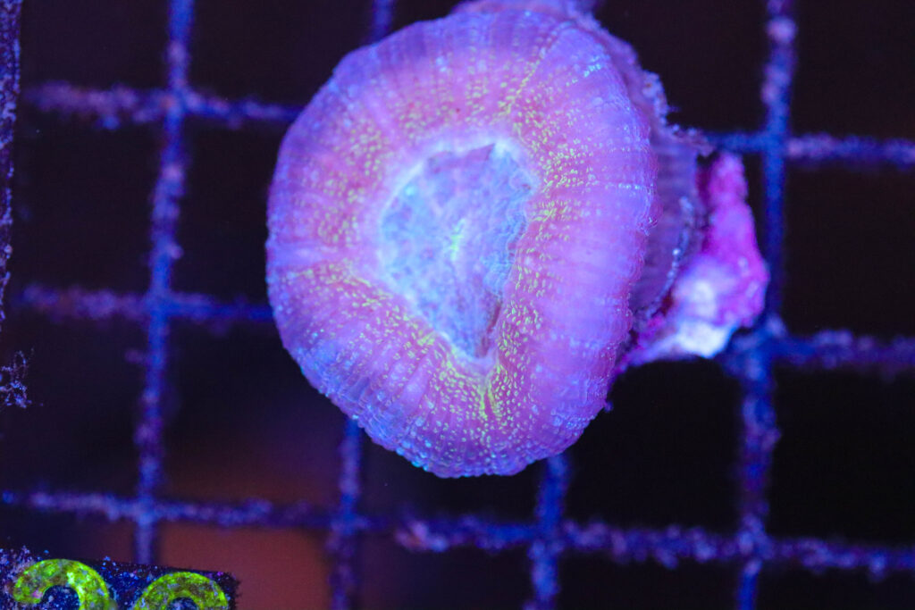 Frag Box Corals