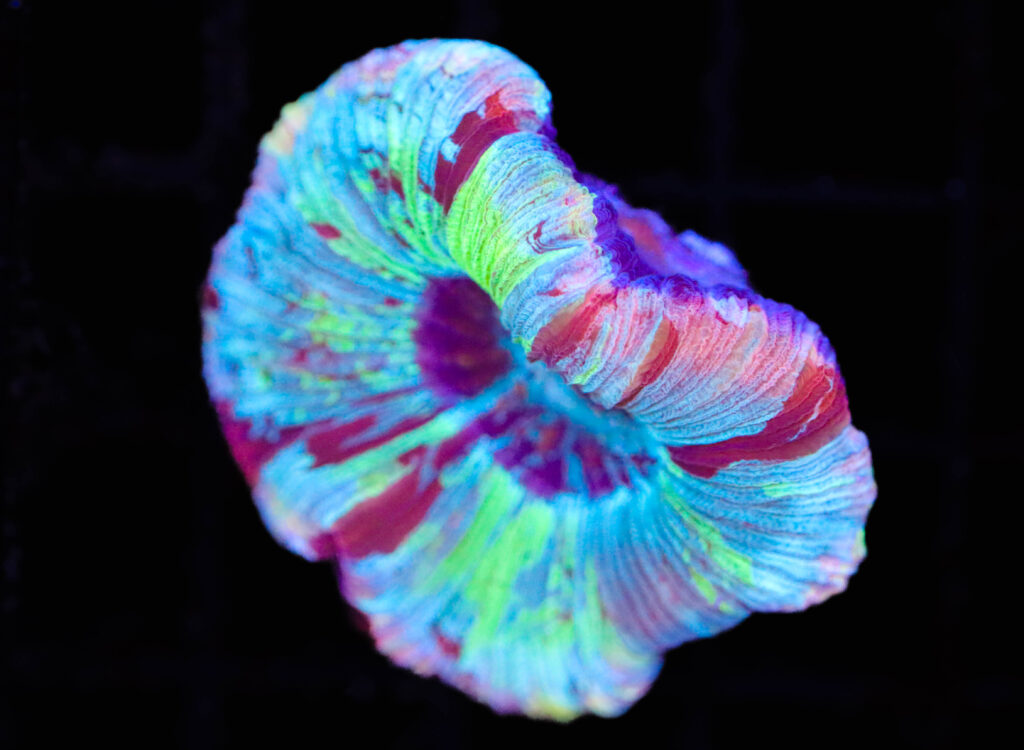 Frag Box Corals