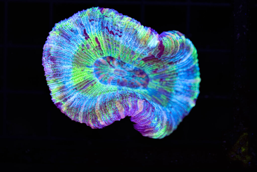 Frag Box Corals