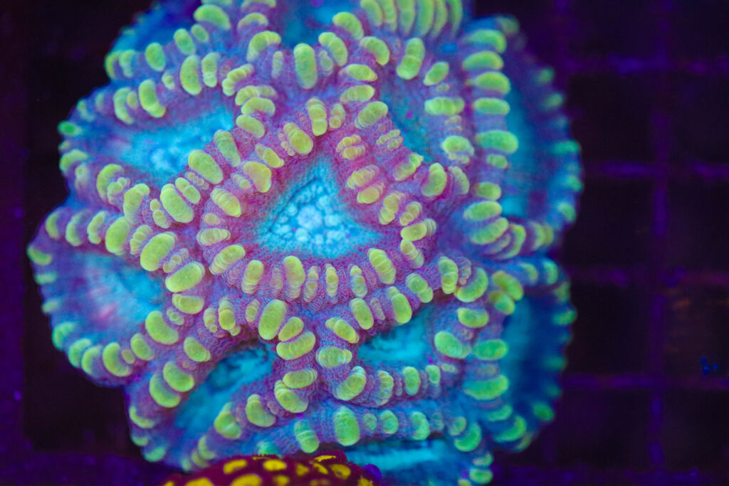 Frag Box Corals