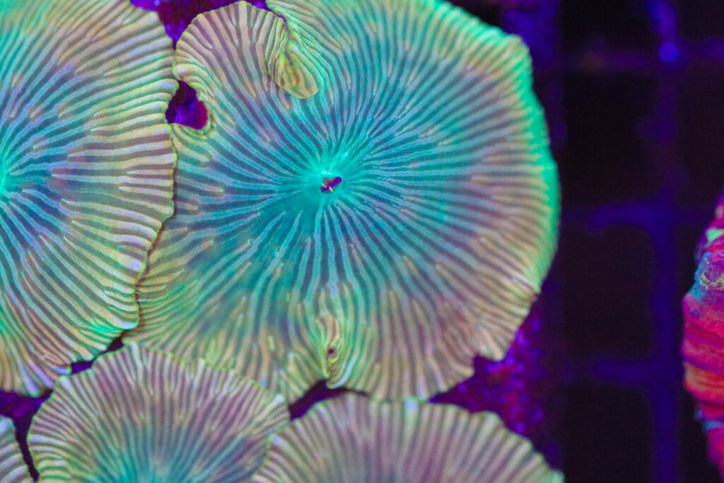 Frag Box Corals