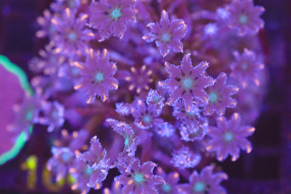 Frag Box Corals