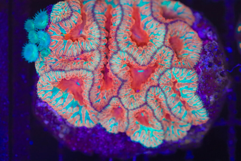 Frag Box Corals