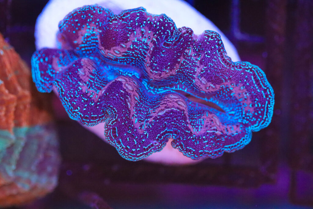 Frag Box Corals