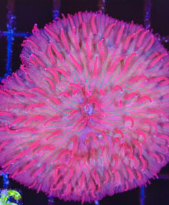 Red Diaseris Plate Coral Fragment *photo of whole colony* (C136)