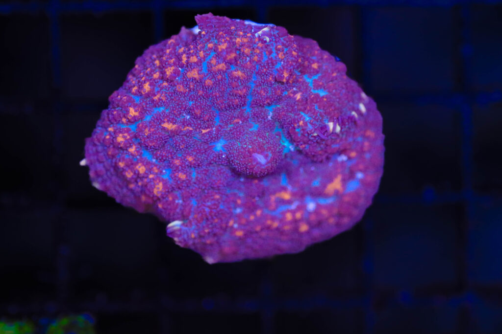 Frag Box Corals