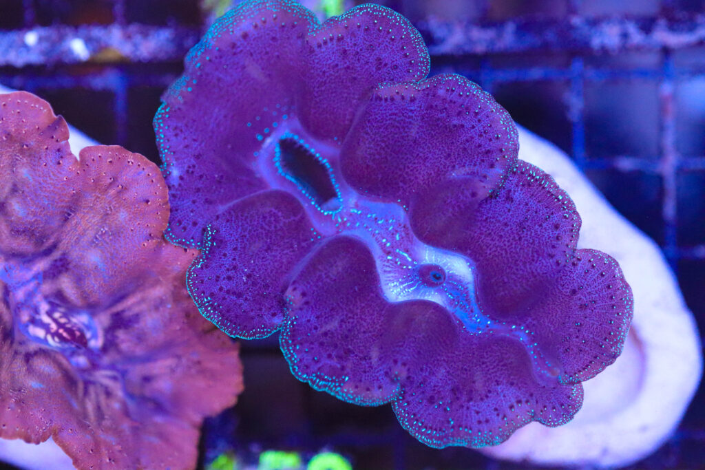 Frag Box Corals