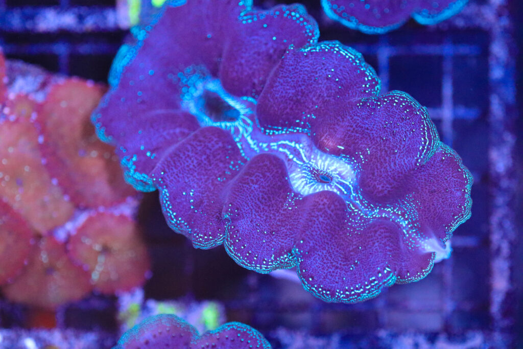 Frag Box Corals