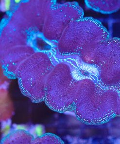 Wysiwyg Ultra Crocea Clam (C154)